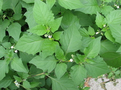 Solanum nigrum