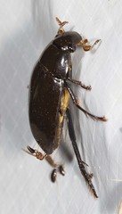 Hydrophilus pedipalpus