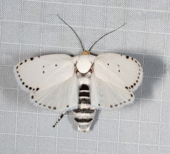 Cryptophasa delocentra