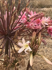 Ammocharis longifolia