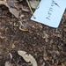 タンポタケモドキ