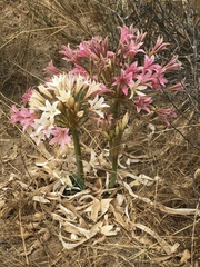 Ammocharis longifolia