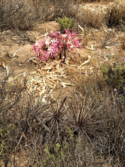Ammocharis longifolia