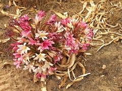 Ammocharis longifolia