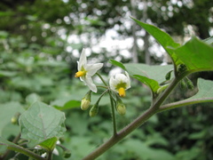Solanum nigrum