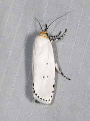 Cryptophasa delocentra