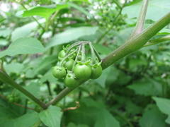 Solanum nigrum