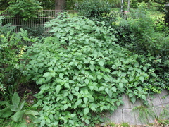 Solanum nigrum