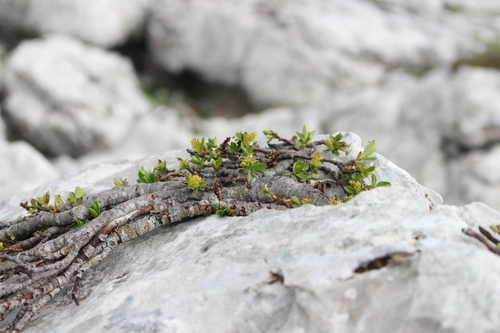 Image of Salix retusa by (c) CorentinD, some rights reserved (CC BY)