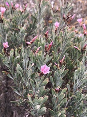 Limonium capense