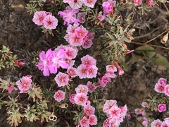 Limonium capense