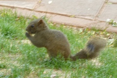 Callosciurus erythraeus