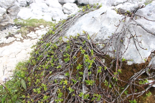 Image of Salix retusa by (c) CorentinD, some rights reserved (CC BY)