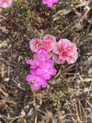 Limonium capense