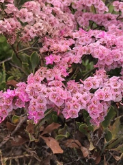 Limonium peregrinum