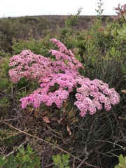 Limonium peregrinum
