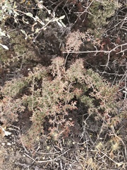 Limonium acuminatum