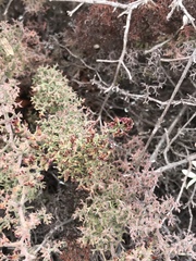 Limonium acuminatum