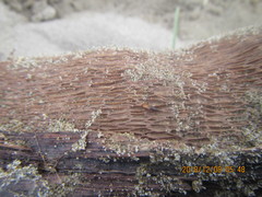 Mesites pallidipennis