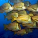 Panamic Porkfish - Photo (c) am13, some rights reserved (CC BY-NC)