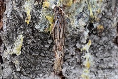 Canephora hirsuta