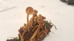 Xeromphalina brunneola