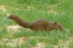Callosciurus erythraeus