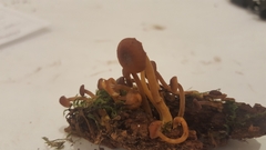 Xeromphalina brunneola