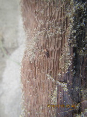 Mesites pallidipennis
