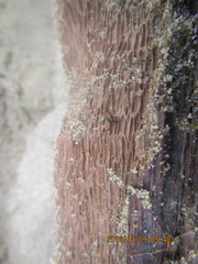 Mesites pallidipennis