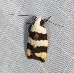 Zonopetala divisella