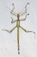 Podacanthus viridiroseus