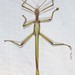 Red-winged Stick Insect - Photo (c) Ian McMillan, some rights reserved (CC BY-NC), uploaded by Ian McMillan
