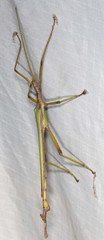 Podacanthus viridiroseus