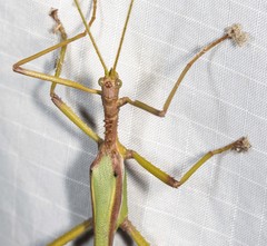 Podacanthus viridiroseus