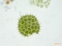 Pseudopediastrum boryanum
