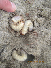 Pericoptus truncatus