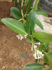 Cestrum diurnum