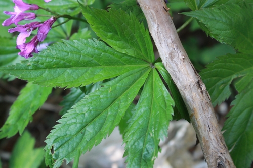 Image of Cardamine pentaphyllos by (c) CorentinD, some rights reserved (CC BY)