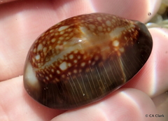 Monetaria caputophidii