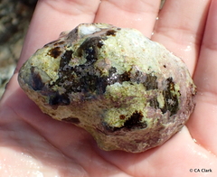 Menathais intermedia