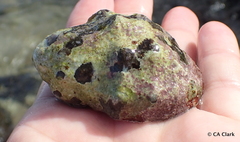 Menathais intermedia