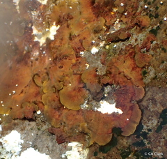 Lobophora variegata