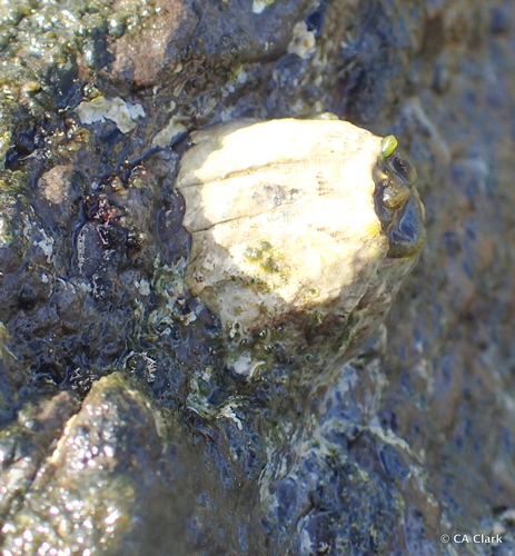 Megabalanus tanagrae observed 2018-05-23