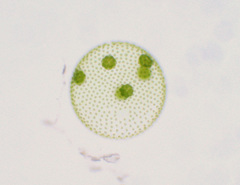 Volvox aureus