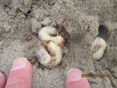 Pericoptus truncatus