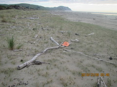 Pericoptus truncatus