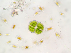 Cosmarium praemorsum