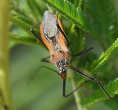 Gminatus