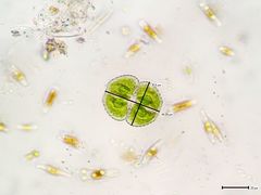 Cosmarium praemorsum